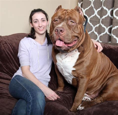 Hulk, der größte Pitbull der Welt, in den USA .